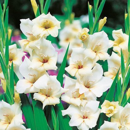 Mieczyk karłowaty Gladiolus Halley 5 szt