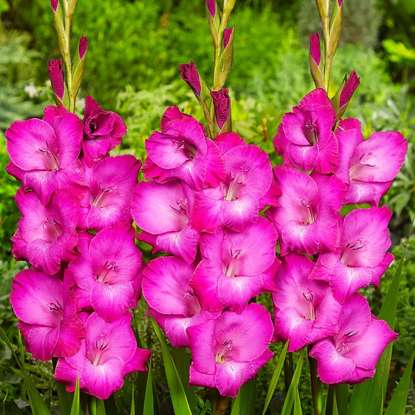 Mieczyk wielkokwiatowy Faritale Pink 5 szt
