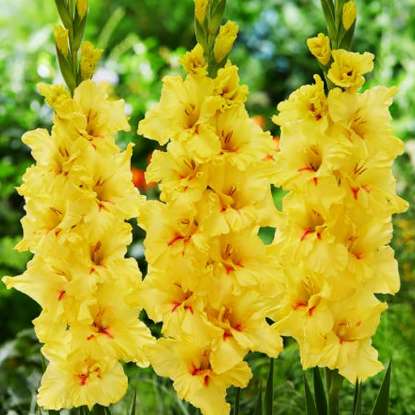 Mieczyk wielkokwiatowy Gladiolus Amore 5 szt