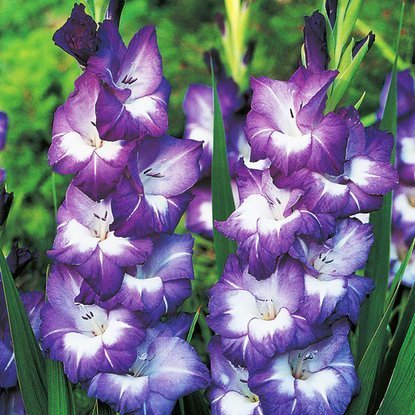 Mieczyk wielkokwiatowy Gladiolus Nori 5 szt