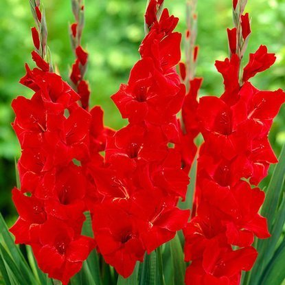 Mieczyk wielkokwiatowy Gladiolus Oscar 5 szt