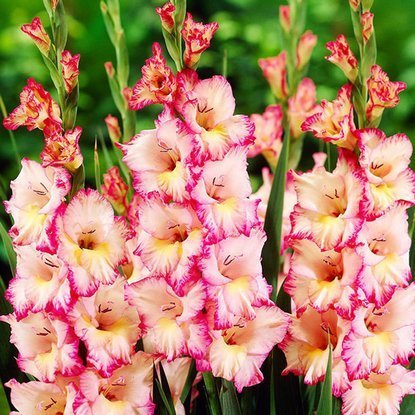 Mieczyk wielkokwiatowy Gladiolus Priscilla 5 szt