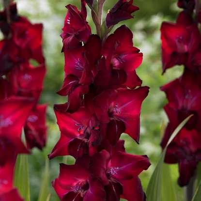 Mieczyk wielkokwiatowy Gladiolus Tavira 5 szt
