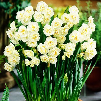 Narcyz (Narcissus) Bridal Crown 5 szt.