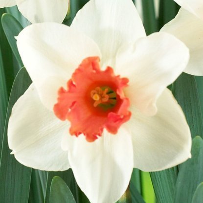 Narcyz (Narcissus) Cool Flame 5 szt.