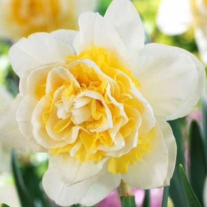 Narcyz (Narcissus) Lingerie 5 szt.
