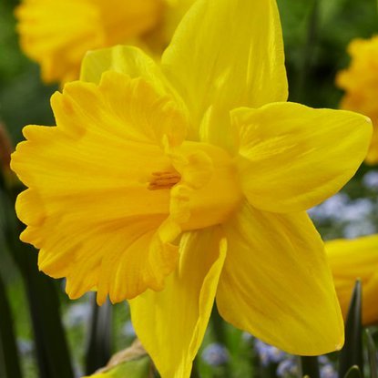 Narcyz (Narcissus) Marieke 5 szt.