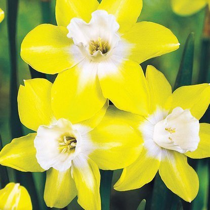 Narcyz (Narcissus) Pipit 5szt.