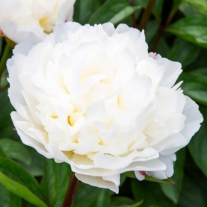 Piwonia (Paeony) Amalia Olson 1 szt