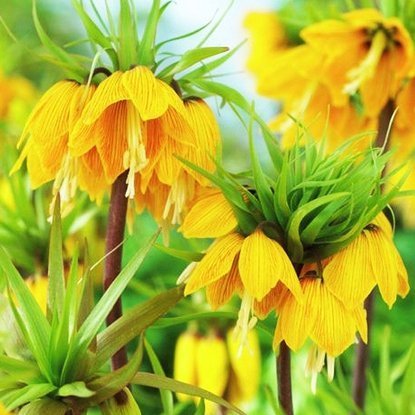 Szachownica (Fritillaria) Striped Beauty 1 szt.