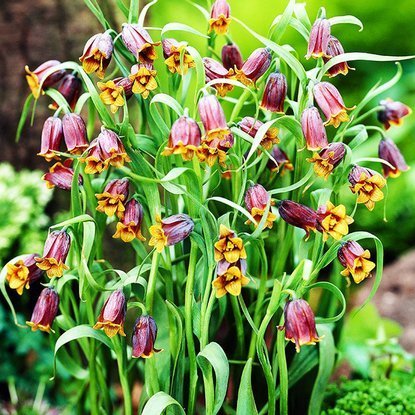 Szachownica (Fritillaria) Uva-Vulpis 10 szt.