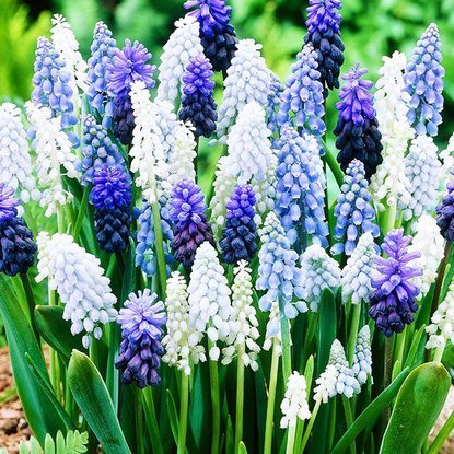 Szafirek (Muscari) Mix 40 szt.