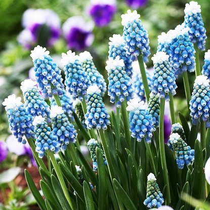 Szafirek (Muscari) Mount Hood 10 szt.