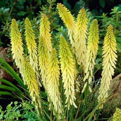 Trytoma Kniphofia Little Maid 1 szt