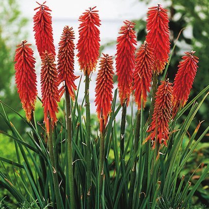 Trytoma Kniphofia Nancy's Red 1 szt