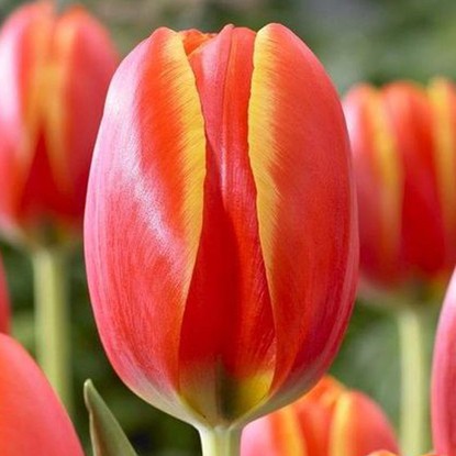 Tulipan Darwina World's Favorite 5 szt.