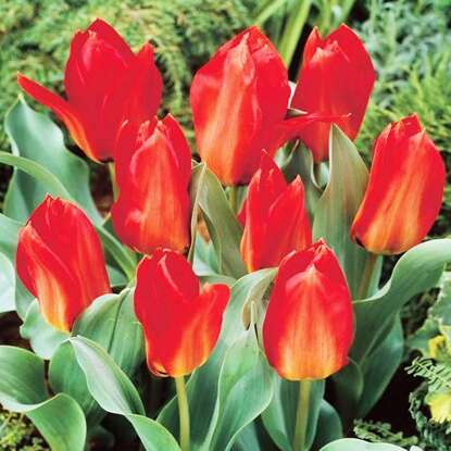 Tulipan Princeps 5 szt.