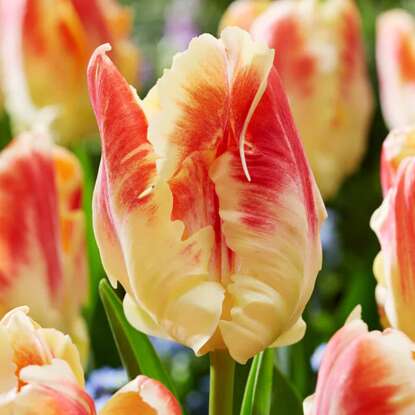 Tulipan Trumph dwukolorowy Blushing Parrot 5 szt.