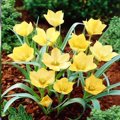 Tulipan botaniczny Batalinii Bright Gem 5 szt.