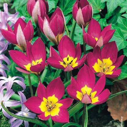 Tulipan botaniczny Eastern Star 5 szt.