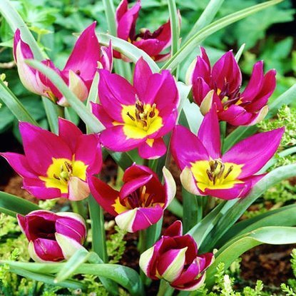 Tulipan botaniczny Humilis "Persian Pearl" 5 szt.