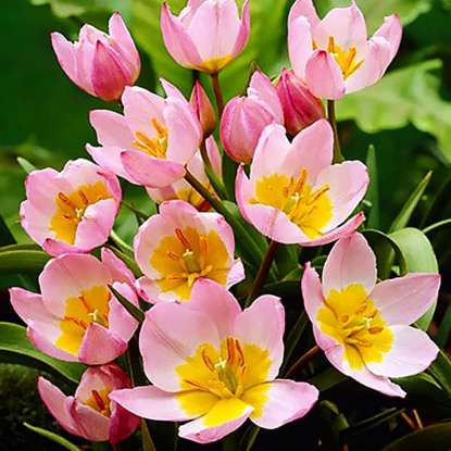 Tulipan botaniczny Lilac Wonder 5 szt.