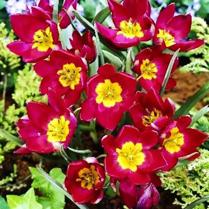 Tulipan botaniczny Red Beauty 5 szt.