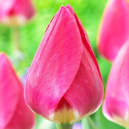 Tulipan darwina Rosy Delight 5 szt.