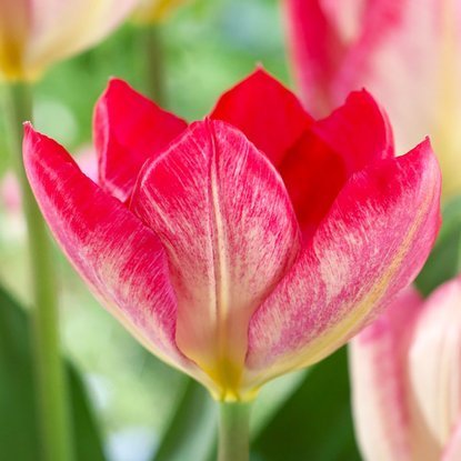 Tulipan fosteriana Flaming Purissima 5 szt.