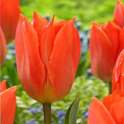 Tulipan fosteriana Orange Brilliant 5 szt.