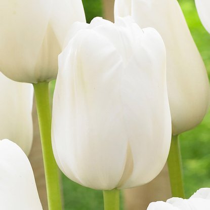 Tulipan fosteriana White Proud 5 szt.