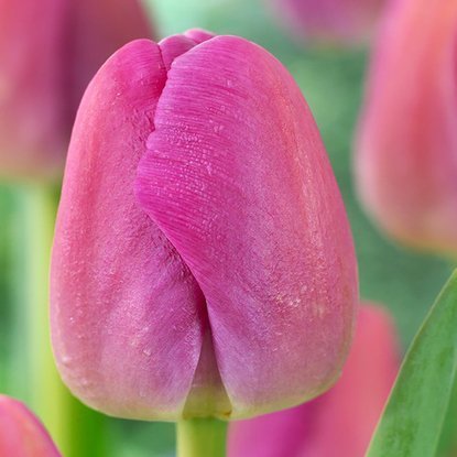 Tulipan gigantyczny Purple Pride 5 szt.