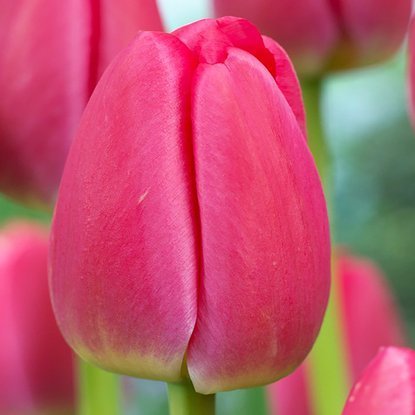 Tulipan gigantyczny Red Pride 5 szt.