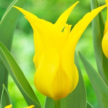 Tulipan liliokształtny Schieridam 5 szt.