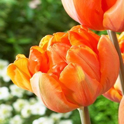 Tulipan pełny późny Orange Princess 5 szt.