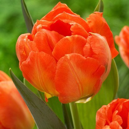 Tulipan tani  Pełny pomarańczowy 5 szt.