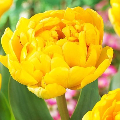 Tulipan tani  Pełny żółty 5 szt.