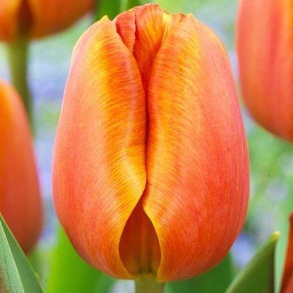 Tulipan tani  Pomarańczowy 5 szt.