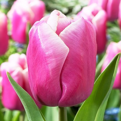 Tulipan triumph Holland beauty 5 szt.