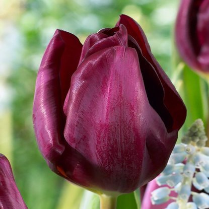 Tulipan triumph Purple Lady 5 szt.