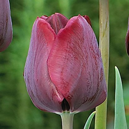 Tulipan triumph Ronaldo 5 szt.