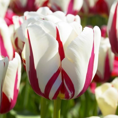 Tulipan triumph World Expression 5 szt.