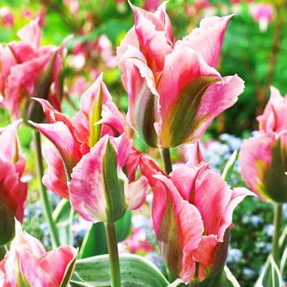 Tulipan virindiflora China Town 5 szt.