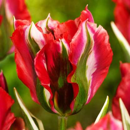 Tulipan virindiflora Esperanto 5 szt.