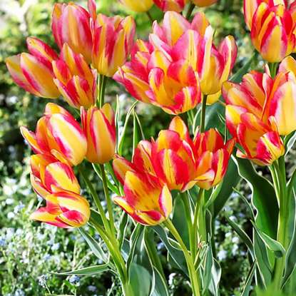 Tulipan wielokwiatowy Antoinette® 5 szt.