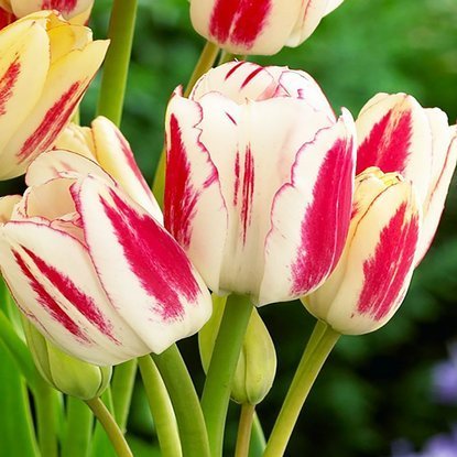 Tulipan wielokwiatowy Candy Club 5 szt.