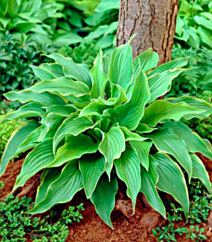 Hosta (Funkia) Abba Dabba Do 1 szt. DONICZKA | Cebule, kłącza i bulwy