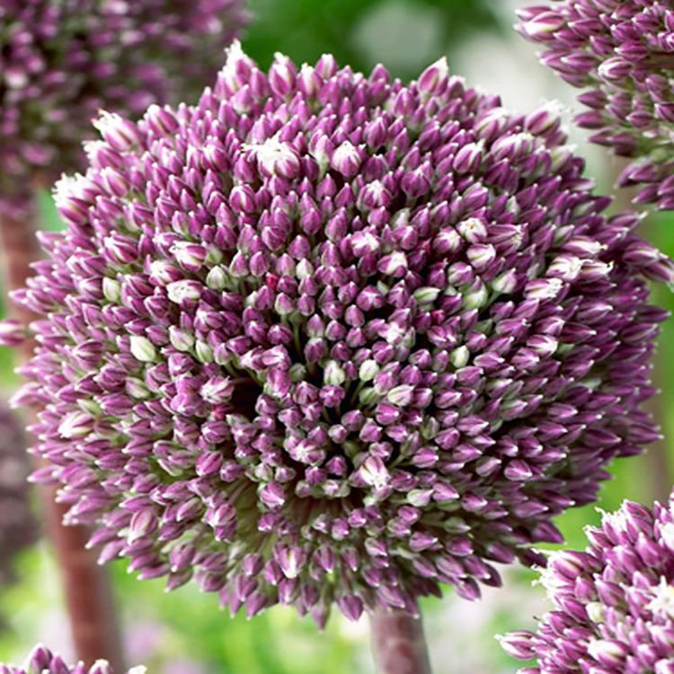 Czosnek (Allium) Summer Drumer 1 szt.