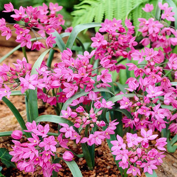 Czosnek Allium oreophillium Baltimore 10 szt