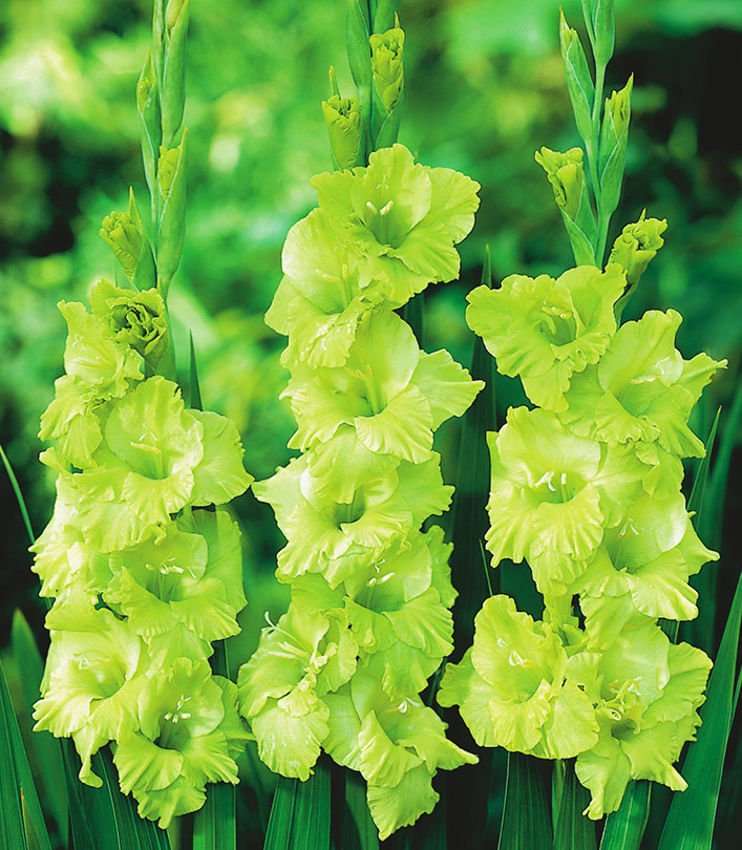 Gladiolus (Mieczyk) Greenstar ® 5 szt.